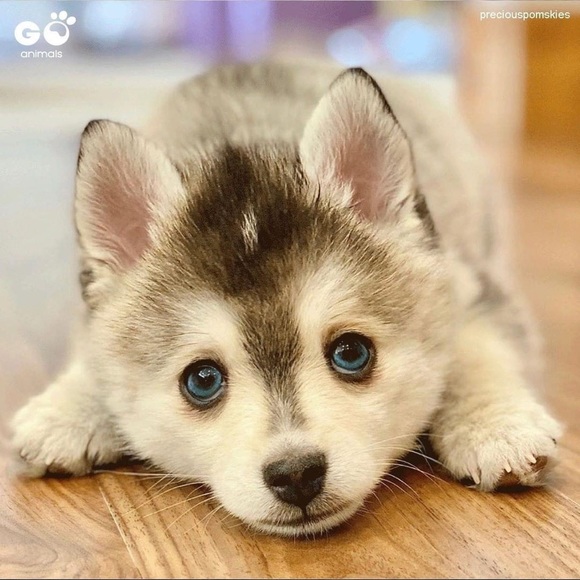 Meet your Posher, Rupinder - Picture 1 of 1